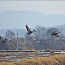머리날다