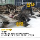 용인시 동물보호센터 이미지