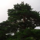 대불공원 좌측 이미지