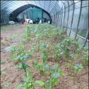 금무리농장 이미지