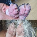 어썸펫동물병원 이미지