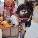 호택농장 이미지