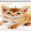 부천강아지분양 고양이분양 24시 데려가개 부천점 이미지