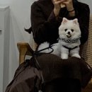 유이애견샵 이미지