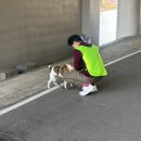 델리키아 | 탄천 보호자와 함께하는 강아지 그룹 산책 교육 후기/델리키아 펫 케어