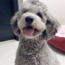 멍멍이 이발소 이미지