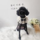 땡자네 묭실 이미지