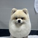 드림펫 동물병원 이미지