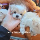 늘 사랑스럽개 | 미니말티푸가정분양, 말티즈분양전문견사 베리네일상~♡