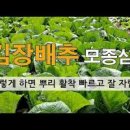 김장배추 김장무 심는시기와 가꾸기 텃밭농사 이미지