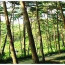 안면도자연휴양림 이미지