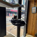 오산문구 | 오산 고양이 카페 냥이를 위한 함께냥 오산본점 내돈내산 솔직후기