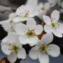 이화에월백하고 - 남양주시 | 이화에월백하고