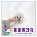 강아지분양 애견분양 퍼피플라워 중랑점 이미지