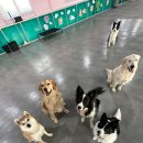 486 Dogcamp 이미지