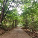 숲의틈(FOREST GAP)