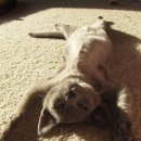 게으른고양이 이미지