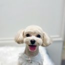 에이미 그루밍 이미지