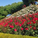 피자쿠치나 부천도당장미공원점 이미지