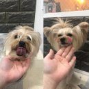 도그반하다 이미지