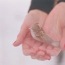 아로야 이미지