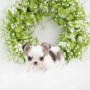 천안 강아지분양 도로시펫 이미지