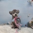 도당애견 이미지