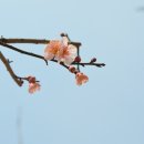 뜰에향