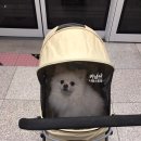 [개모차] 강아지 유모차로 지하철 이용후기 (애견동반 대중교통)
