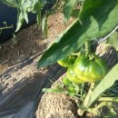 주형농장 이미지