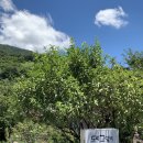 강변연가 | 경남 하동 가성비 좋은 녹차밭뷰 숙소 도시고양이생존연구소 섬진연가 후기