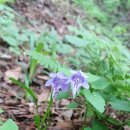 강릉대관령소나무숲 이미지