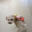 금호유치원 | 금호강아지유치원 아지콩콩의 빼빼로 이벤트!