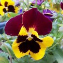 [ 5월 25일 탄생화] 삼색제비꽃(Pansy) 이미지