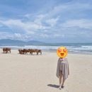 코지안 | 조식 및 아침수영 | 안방비치 레오스파 | 호이안 올드타운 야경 | 호이안맛집 톰도 | 코지안부티크호텔 ⛱️🌃