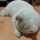 옹식구 이미지