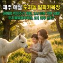 계형목장 | 아이랑 제주 도치돌알파카목장, 남들 다 가는 '오후'에 가면 낭패 보는 이유