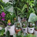 한아름 꽃 이미지