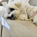 디어피피 펫푸드 앤 카페 이미지