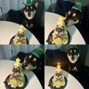 신풍초교 | 우리 강아지 얼굴이 케이크에? 김포 멍벨에서 준비한 특별한 생일 파티!