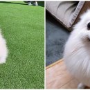 조선생 펫살롱 이미지