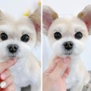 고려애견 이미지