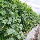 해돈농장 이미지