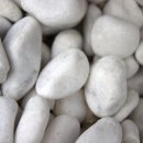 콩자