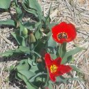 전원향기 이미지