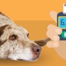 어울동물의료센터 이미지