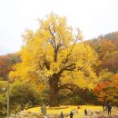 말하는은행나무 이미지