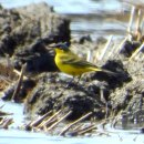 삼동암천 이미지