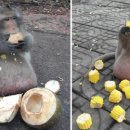 뚱보푸드 이미지