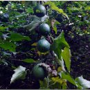 하늘타리 이미지